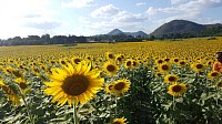 Khao YAI Sunflower farm